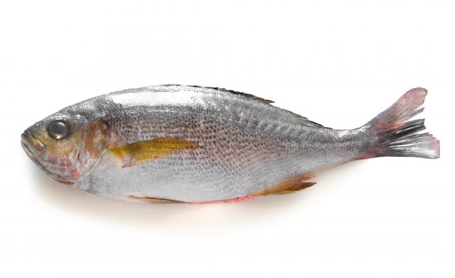 夏が旬の魚 は 刺身にすると絶品です 和食を楽しむ老舗料亭ちかげ女将の細腕繁盛記