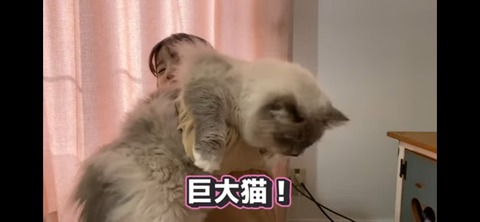 【ぱるるーむ】島崎遥香の飼い猫がギネス級の大きさでやばすぎるｗｗｗ