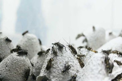 【ネット炎上】「コオロギ」を特別視する不自然さ…意識高い系によるSDGs同調圧力の息苦しさも反映か
