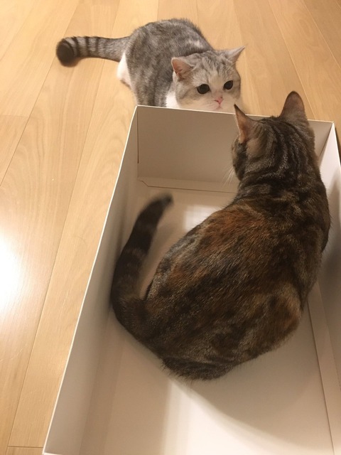 【悲報】指原莉乃の猫にすら負けるAKB48のメンバー達・・・