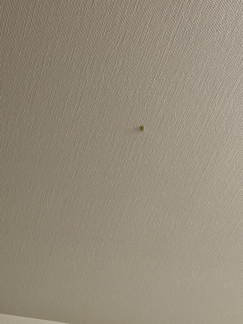 【AKB48】山内瑞葵「天井に山葵（わさび）ついちゃった。。。」