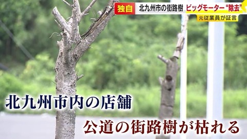 【ビッグモーター】福岡でも…「数百メートルに渡り街路樹を抜いてると、コツをつかんでくる」元従業員が証言