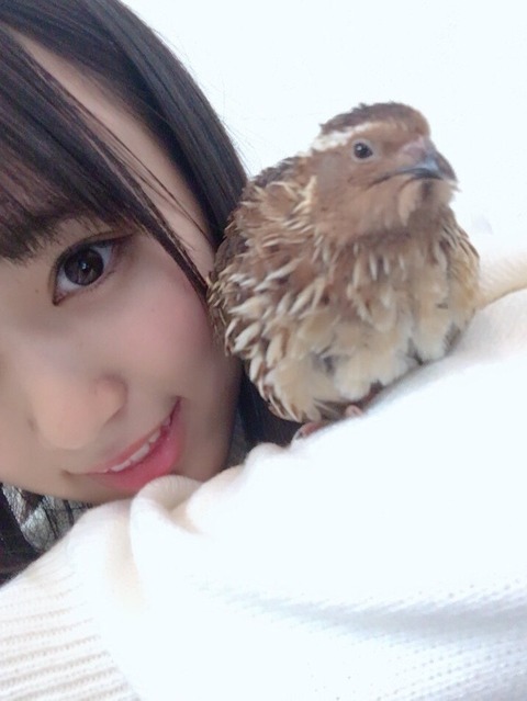 【HKT48】矢吹奈子、Twitterが凍結された理由をSHOWROOMで語る