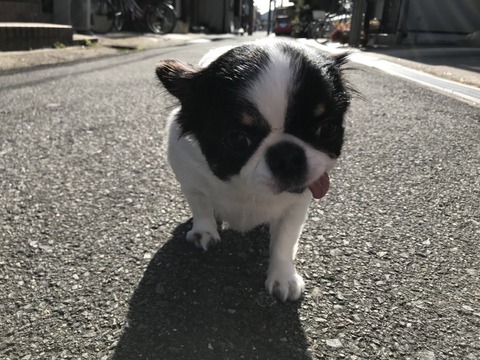 【悲報】元NMB48三秋里歩(小谷里歩)さん、仕事無さすぎて病む