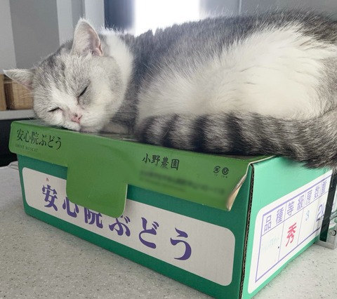 【悲報】指原莉乃さん超高級シャインマスカットを差し入れして共演者を悩ましてしまう