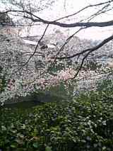 sakura2