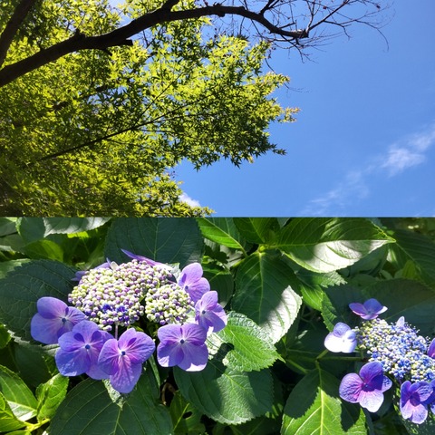 GridArt_20240612_121029998