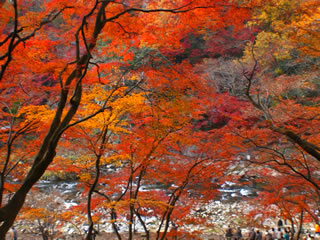 香嵐渓紅葉