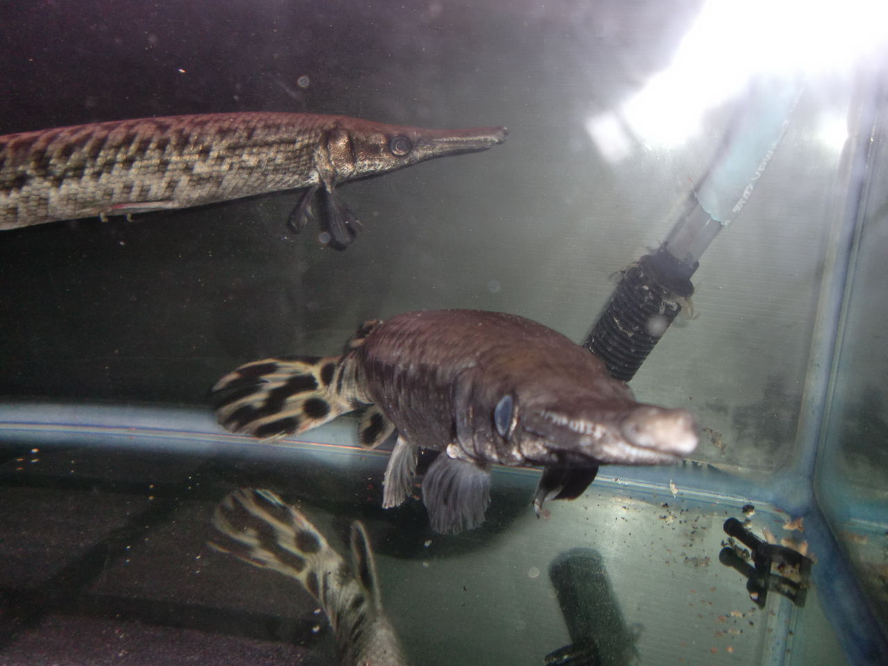 ワニのような古代魚アリゲーターガーがやってきた 米屋のプーさん ワニのような古代魚アリゲーターガーがやってきた 米屋のプーさん