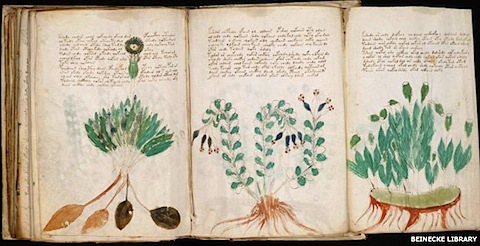 voynich_1