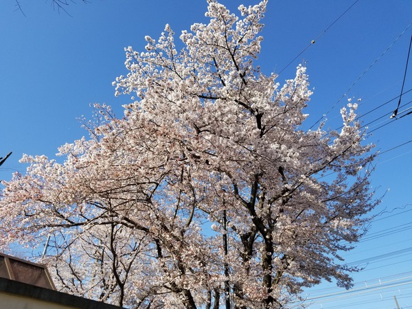 東京都福生市加美平南公園桜まつり2020花見穴場