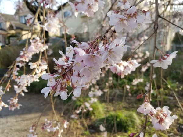 東京都羽村市しだれ桜祭り堰中里介山公園花見チューリップ