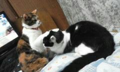 チコ、テンばとる