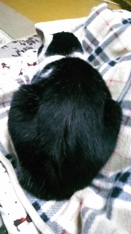 テン後ろ姿