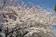2009 04 03 013