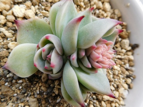 DSCN4540