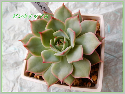 DSCN0980