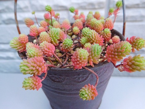 DSCN6113