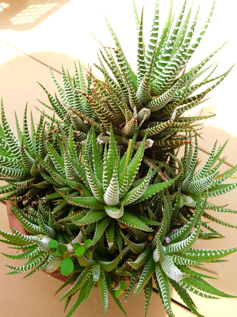 DSCN9587