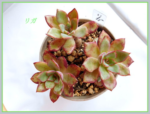 DSCN0893