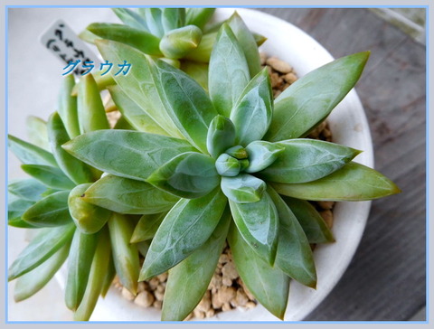 DSCN0145[1]