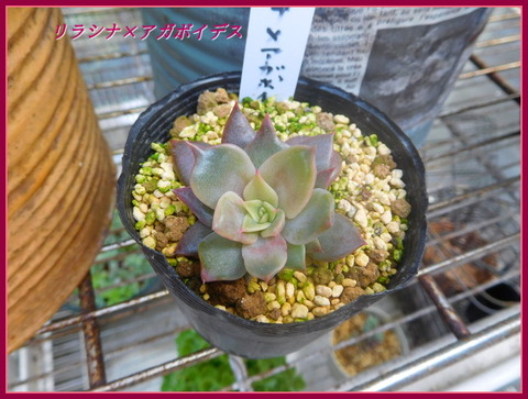 DSCN1168