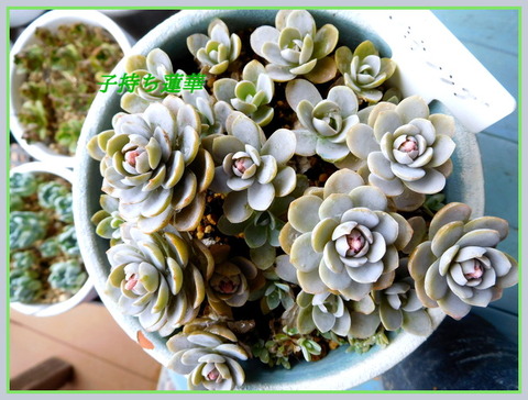 DSCN1364