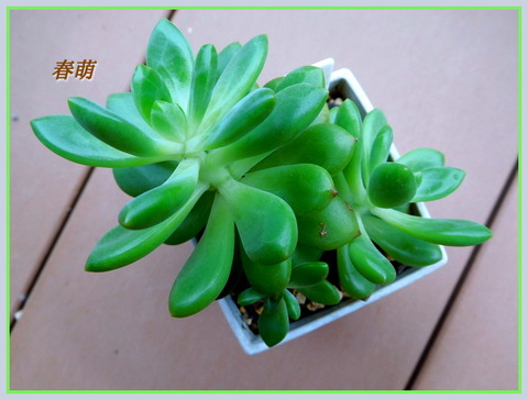 DSCN0931