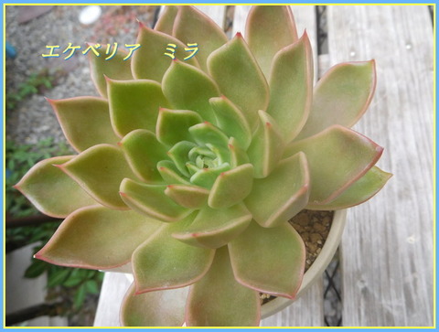 DSCN0461[2]
