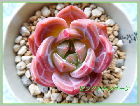 DSCN1129