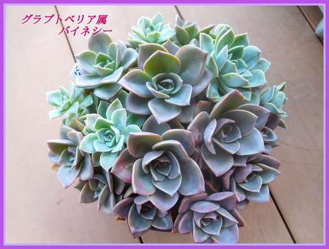 DSCN2389