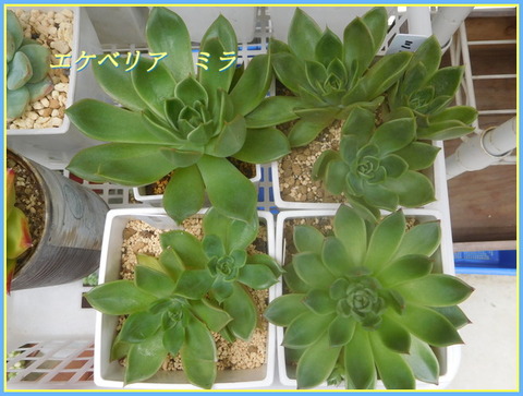 DSCN0450[1]
