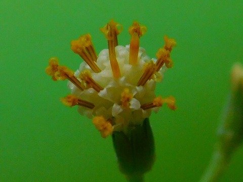 RSCN0661