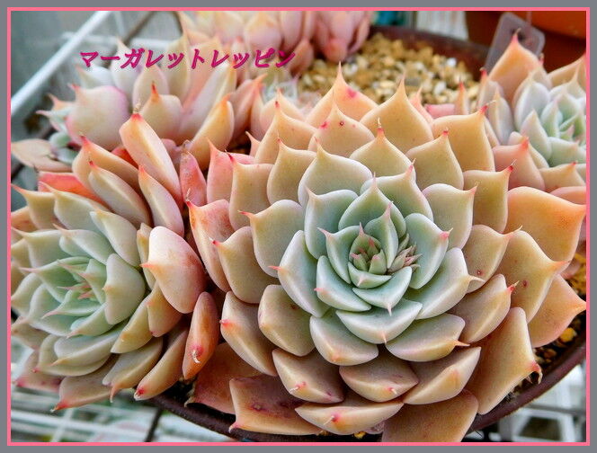 紅葉しそびれた多肉たち 手づくり 日々の暮らし