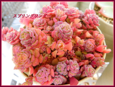 DSCN9911