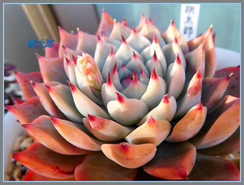 DSCN1610[1]