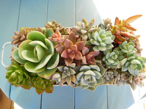 DSCN1009