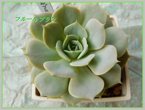 DSCN0982