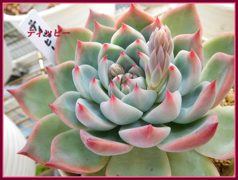 DSCN1720