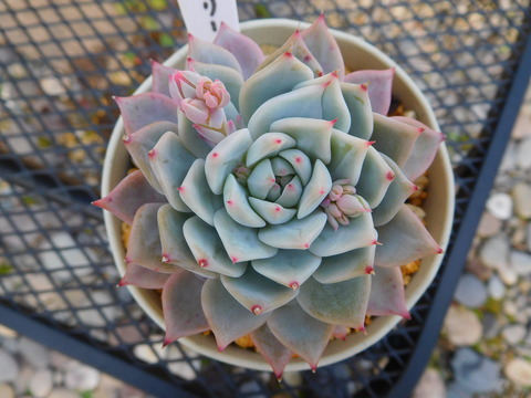 DSCN9916