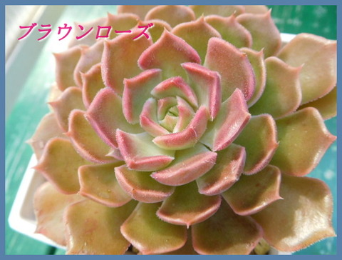 DSCN9714