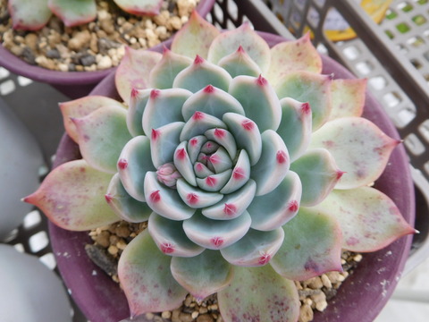 DSCN0898