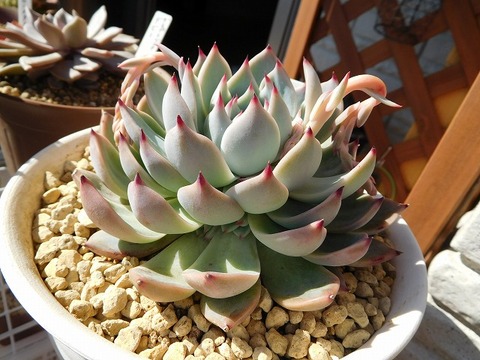 DSCN4182