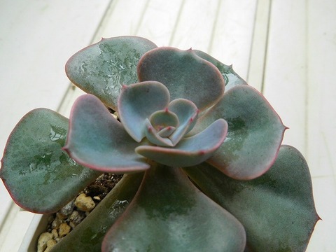 DSCN2979