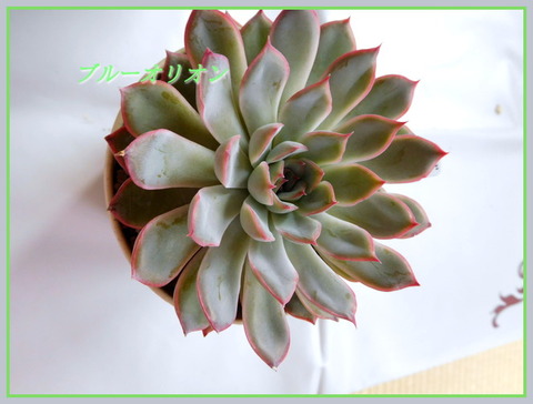 DSCN0879