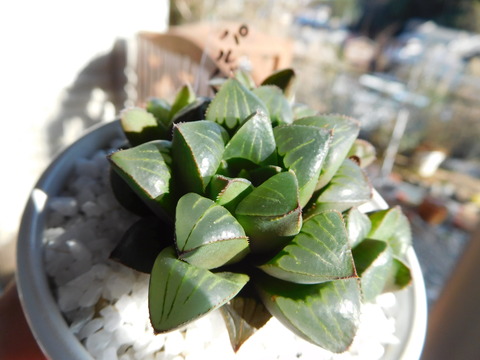 DSCN1574