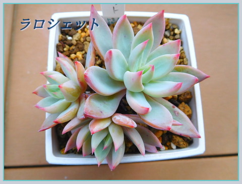 DSCN0456[1]