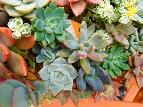 DSCN5620