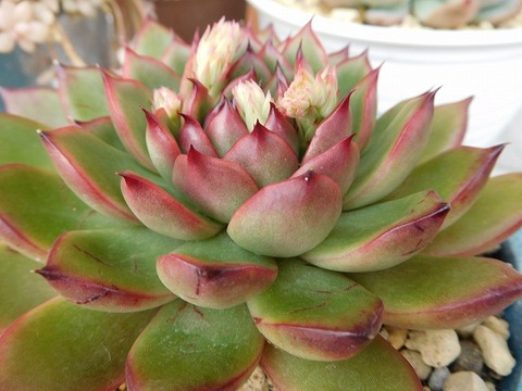 DSCN4206