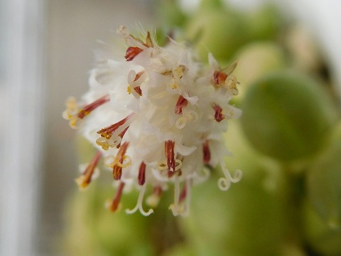 RSCN2549